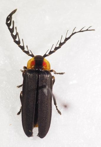 Lucidota pennata